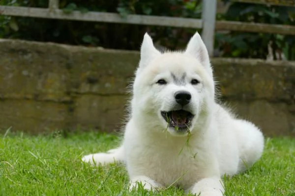 husky siberiano bellissimo cucciolo | Foto 2