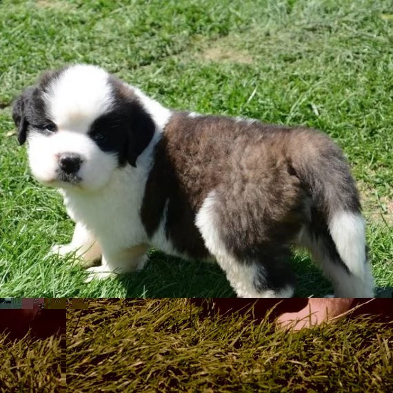 regalo adorabili cuccioli san bernardo femminucce e maschietti disponibili