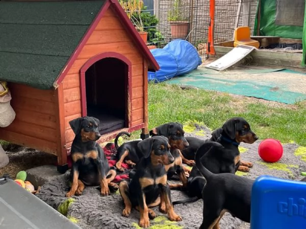 dolcissimi cuccioli di pinscher in cerca di una famiglia affettuosa | Foto 3