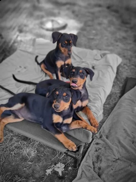dolcissimi cuccioli di pinscher in cerca di una famiglia affettuosa | Foto 0