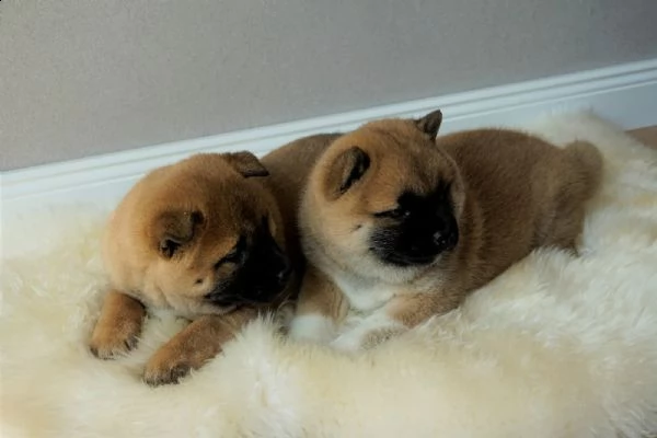 meravigliose cuccioli di shiba inu | Foto 0
