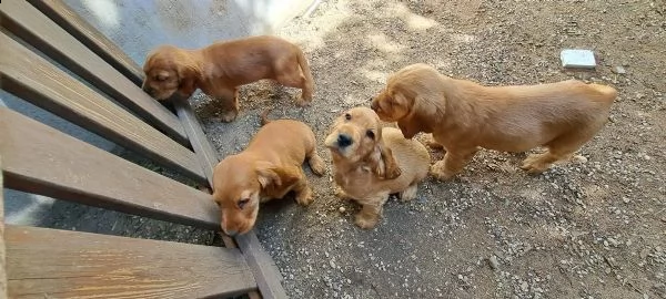 bellissimi cuccioli di cocker spaniel inglese | Foto 1