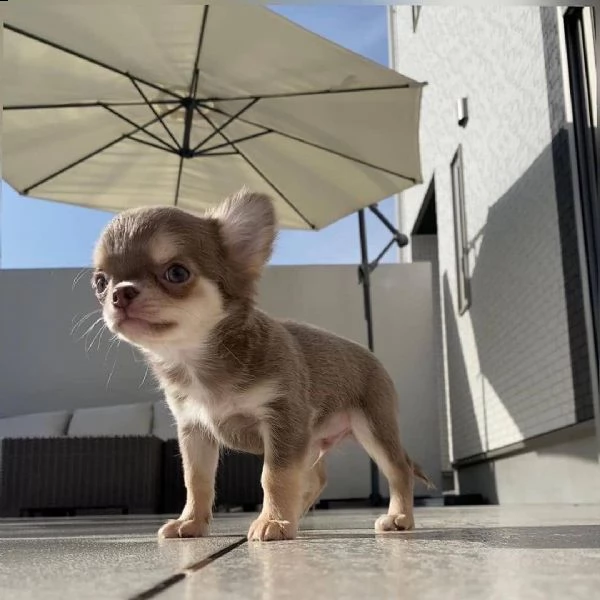 chihuahua bianco puro pronto per la nuova casa