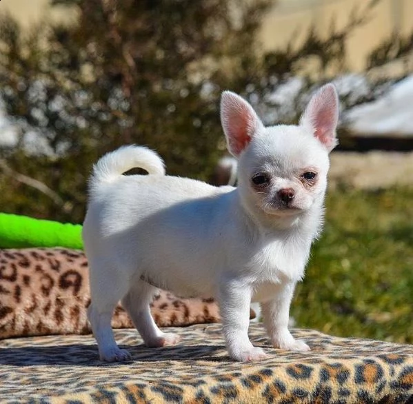 cuccioli di chihuahua maschio e femmina ora pronti per la piena adozione con urgenza