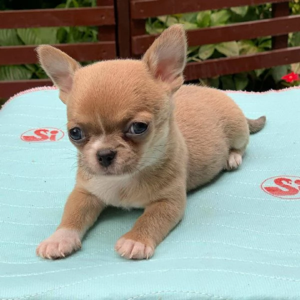 giocoso teacup chihuahua cuccioli per adozione maschio e femmina