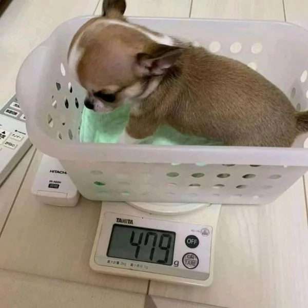 due piccoli cuccioli di chihuahua per l'adozione in omaggio