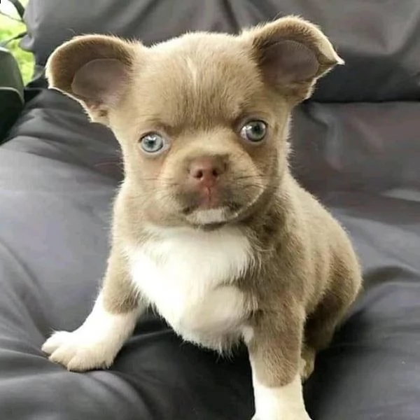 fantastici cuccioli di chihuahua t-cup disponibili ora per la tua famiglia