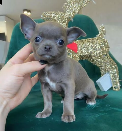 cuccioli chihuahua maschi e femmine per adozione urgentemente (regale famiglia) omaggio