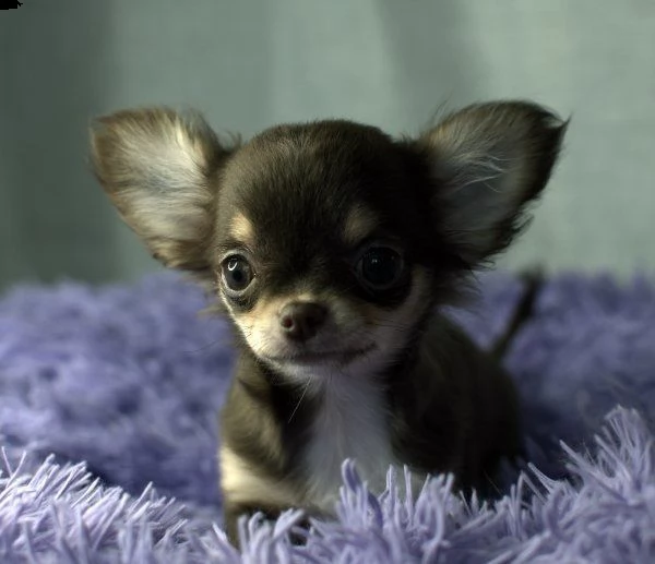 chihuahua mini  chocolate,