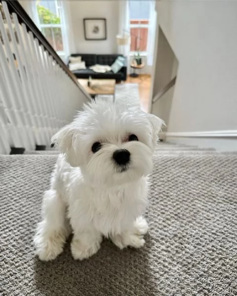 cuccioli maltesi 