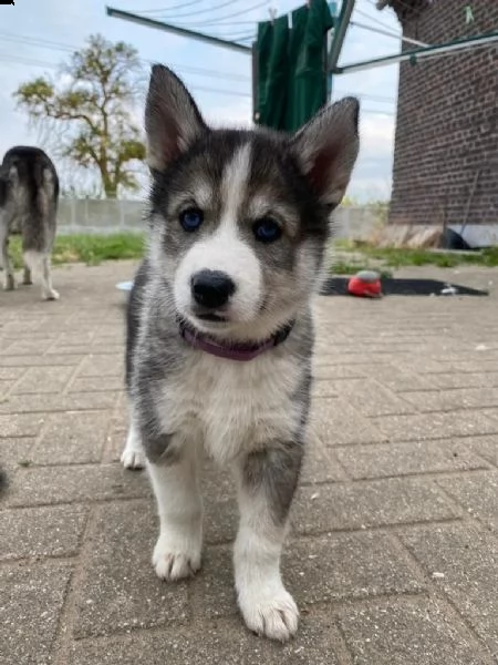 disponibile ultima cucciola di soli 90 giorni | Foto 2