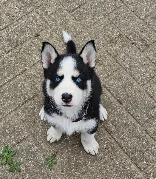 disponibile ultima cucciola di soli 90 giorni