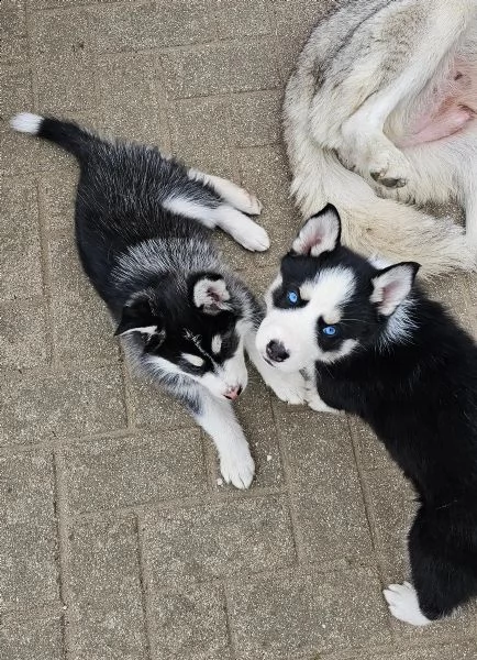 disponibile ultima cucciola di soli 90 giorni | Foto 0