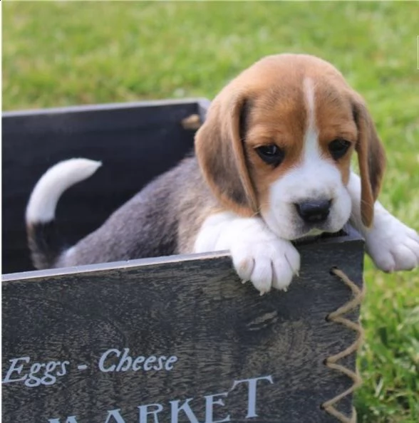 cuccioli di beagle | Foto 1