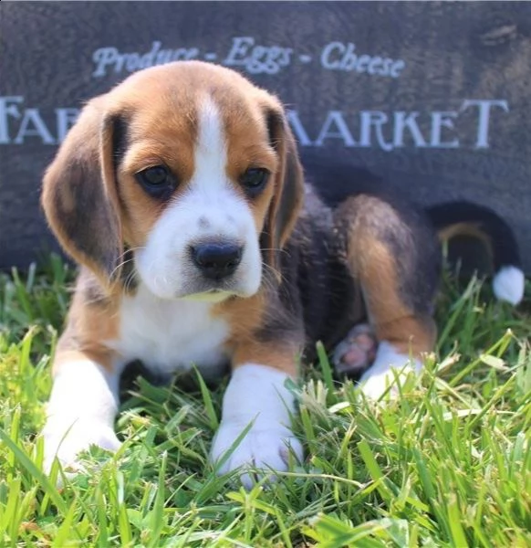 cuccioli di beagle