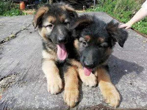 cucciolo di pastore tedesco maschio e femmina