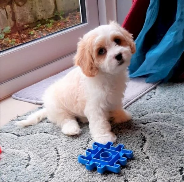 bellissimi cuccioli di cavachon in adozione