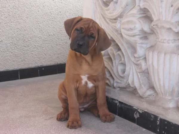 cuccioli di tosa inu | Foto 0