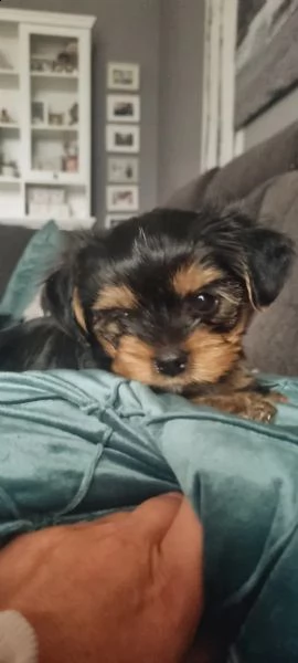 yorkshire terrier cucciolo taglia piccola | Foto 3