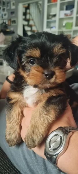 yorkshire terrier cucciolo taglia piccola | Foto 2