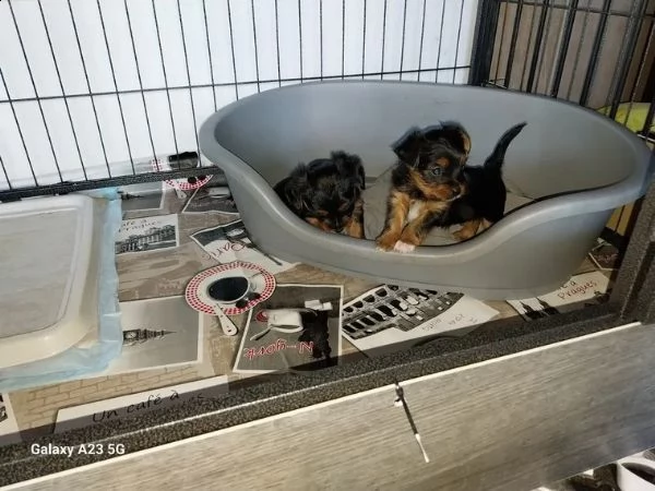 yorkshire terrier cucciolo taglia piccola | Foto 1