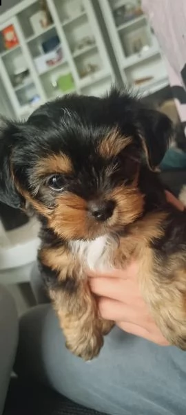 yorkshire terrier cucciolo taglia piccola | Foto 0