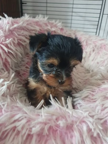 yorkshire terrier cucciolo taglia piccola