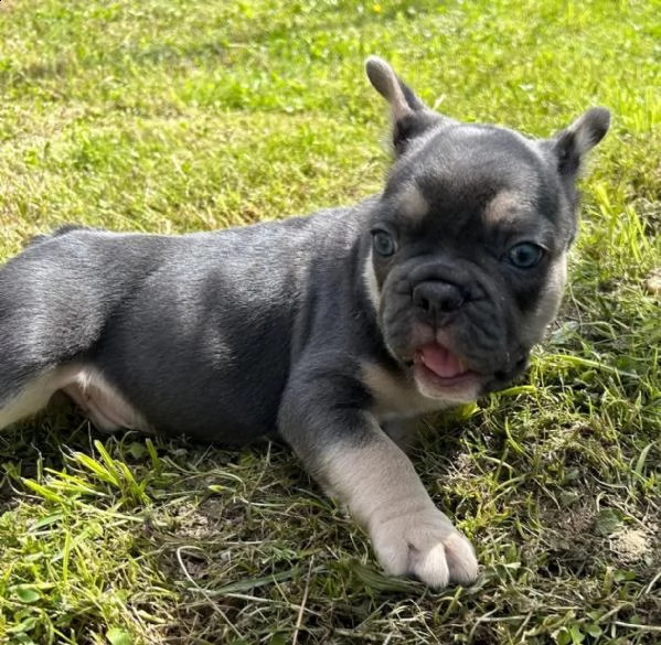 il principe bulldog francese in blu-marrone cerca nuovo personale | Foto 1