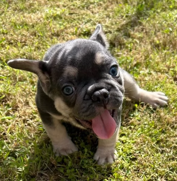 il principe bulldog francese in blu-marrone cerca nuovo personale | Foto 0