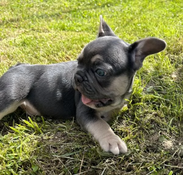 il principe bulldog francese in blu-marrone cerca nuovo personale