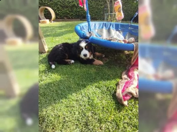 3 meravigliosi cuccioli di bovaro del bernese | Foto 2