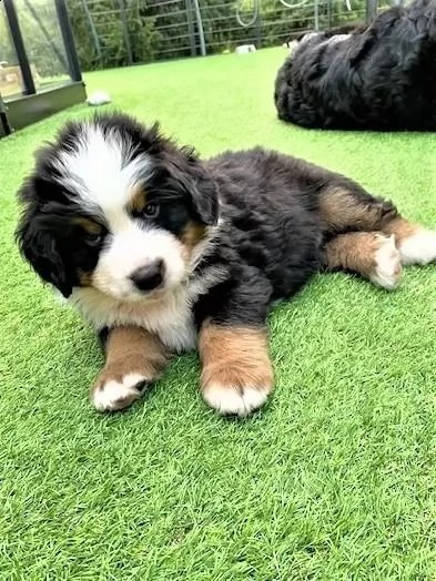 3 meravigliosi cuccioli di bovaro del bernese | Foto 1
