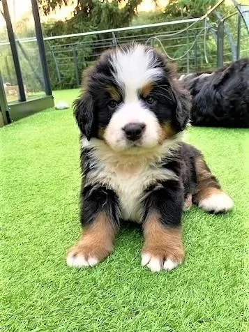 3 meravigliosi cuccioli di bovaro del bernese | Foto 0
