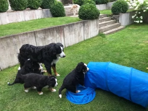 3 meravigliosi cuccioli di bovaro del bernese