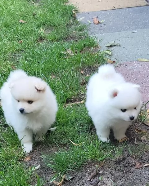 meraviglioso cuccioli di spitz di pomerania(tre)