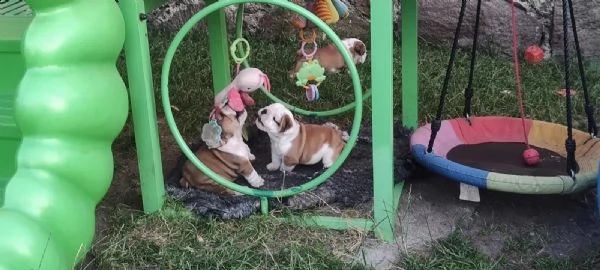 cuccioli di bulldog inglese