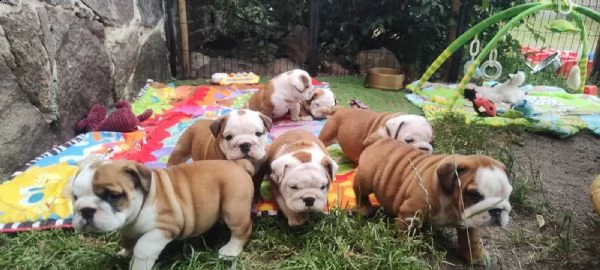 cuccioli di bulldog inglese | Foto 3