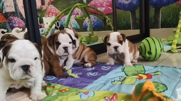 cuccioli di bulldog inglese | Foto 2