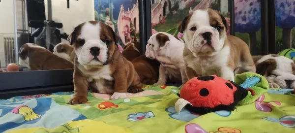 cuccioli di bulldog inglese | Foto 1