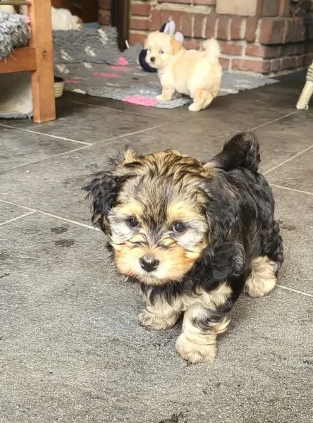 simpatici cuccioli havanese con pedigree | Foto 1