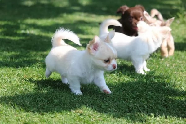 bellissimi cuccioli di chihuahua per il reinserimento | Foto 1
