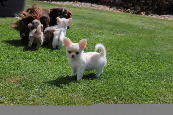 bellissimi cuccioli di chihuahua per il reinserimento | Foto 0