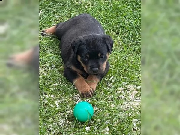 prestigiosi cuccioli rottweiler top pedigree