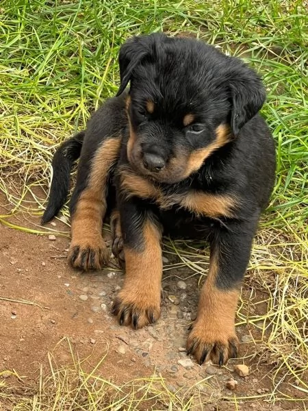 prestigiosi cuccioli rottweiler top pedigree | Foto 2