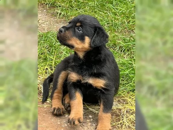 prestigiosi cuccioli rottweiler top pedigree | Foto 1