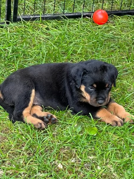 prestigiosi cuccioli rottweiler top pedigree | Foto 0