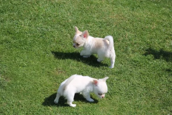 Cuccioli di Chihuahua Toy | Foto 1
