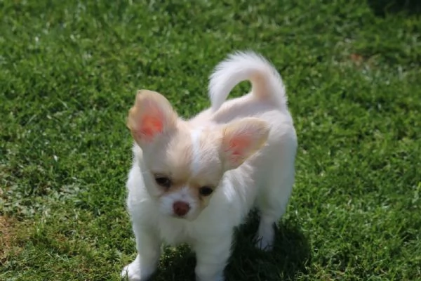 Cuccioli di Chihuahua Toy | Foto 0
