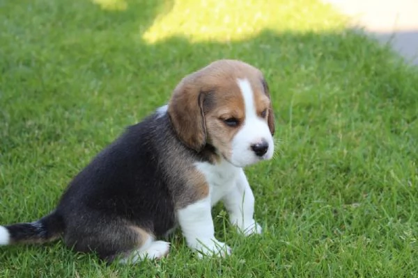 Dolcissimi cuccioli di Beagle
