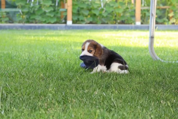 Disponibile cucciola di Beagle | Foto 0
